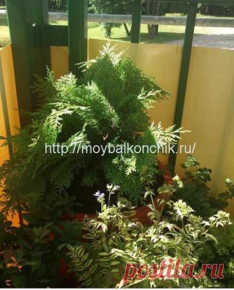 Деревья и кустарники на балконах и террасах
