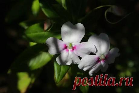 Это растение цветет дольше всех: чем украсить свой сад. С первыми лучами солнца садоводы ищут способы наполнить участок красками, которые не потускнеют до осени.