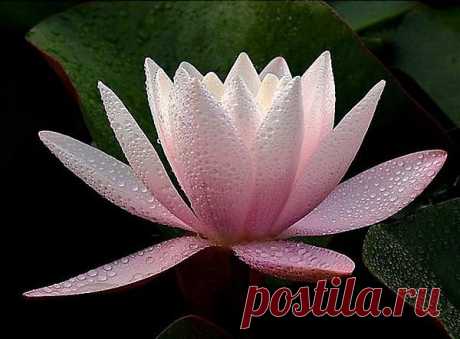 . Lotus