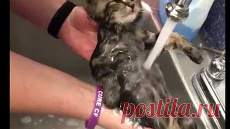 Коты и Вода )))))