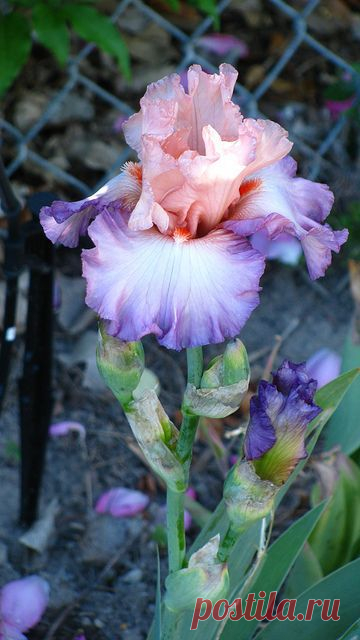 ✯ Iris Barbudo "Blowing Kisses" | garden ideas