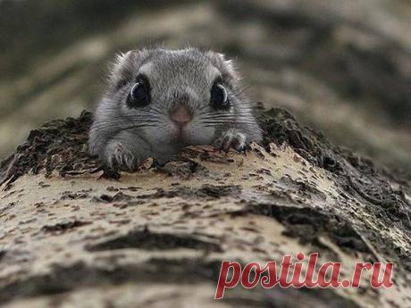 Момонга в дупле, Япония