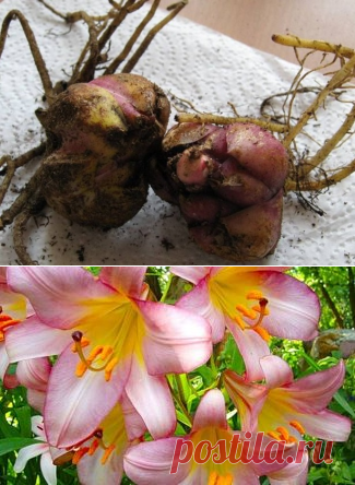 Как хранить луковицы лилии зимой и не только?