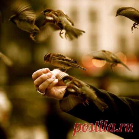 ШЕПОТКИ ПРИ КОРМЛЕНИИ ПТИЦ....