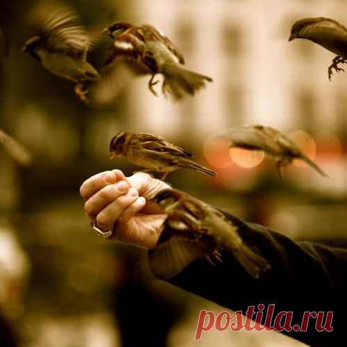 ШЕПОТКИ ПРИ КОРМЛЕНИИ ПТИЦ....