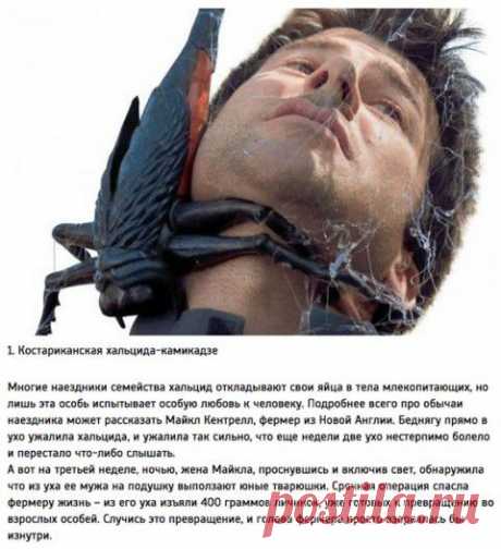 Умники и умницы