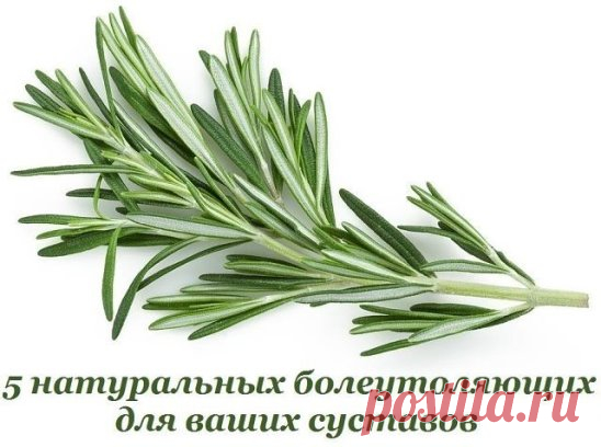 5 НАТУРАЛЬНЫХ БОЛЕУТОЛЯЮЩИХ ДЛЯ ВАШИХ СУСТАВОВ
Мы привыкли тянуться за болеутоляющим каждый раз, когда что-то доставляет неприятные ощущения. Немало неприятностей причиняет воспаление коленного сустава, боли в пальцах рук или ног. Не бегите сразу за но-шпой, ибупрофеном или анальгином, чтобы не накапливать в организме лишние химикаты. Вместо этого попробуйте воспользоваться одним из этих природных обезболивающих.
1. Розмарин
Розмарин — приправа, которой сегодня никого не у...