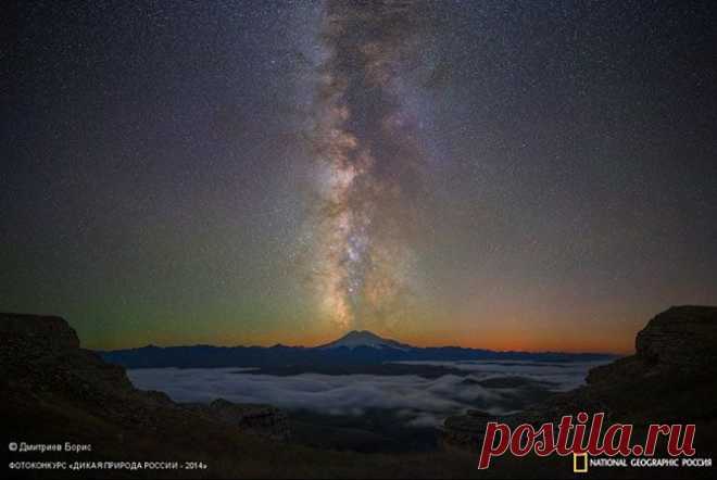 Лучшие фотографии дикой природы России