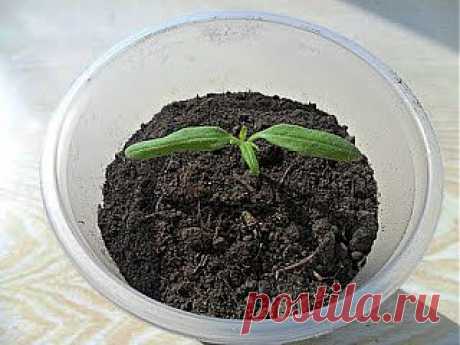 Болезнь – черная ножка. Советы специалистов.

Для предупреждения заражения нужно создать условия для хорошего роста растений, чтобы они были крепкими, устойчивыми, а верхний слой земли не переувлажненным. Для этого каждый год следует брать свежую почву, поливать растения не часто, но обильно, причем теплой водой (от холодной воды отмирают мелкие корешки), создать условия хорошего освещения, избегать сильного загущения всходов, своевременно, при появлении первого настоящего листочка, распикиров