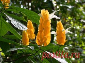 ЛЕКАРСТВЕННЫЕ И ДЕКОРАТИВНЫЕ РАСТЕНИЯ ЮЖНОЙ АМЕРИКИ - Пахистахис желтый