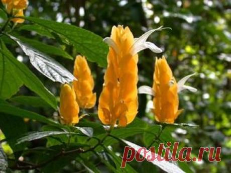 ЛЕКАРСТВЕННЫЕ И ДЕКОРАТИВНЫЕ РАСТЕНИЯ ЮЖНОЙ АМЕРИКИ - Пахистахис желтый