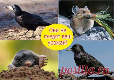 От моих ядерных рецептов вредители сбегают навсегда