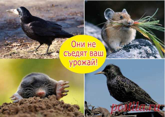 От моих ядерных рецептов вредители сбегают навсегда