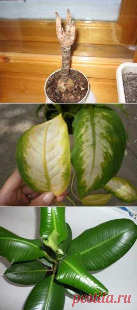 Причины болезни растений и как их лечить — Сад на подоконнике