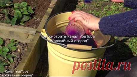 СРОЧНО ПОДКОРМИТЕ КЛУБНИКУ ЭТИМ СРЕДСТВОМ ВЕСНОЙ!В 3 РАЗА БОЛЬШЕ УРОЖАЙ!