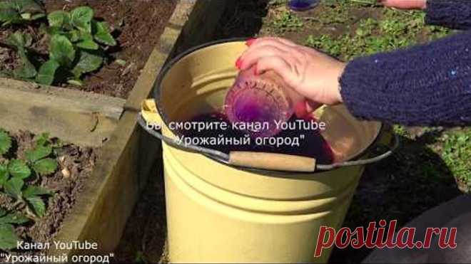 СРОЧНО ПОДКОРМИТЕ КЛУБНИКУ ЭТИМ СРЕДСТВОМ ВЕСНОЙ!В 3 РАЗА БОЛЬШЕ УРОЖАЙ!