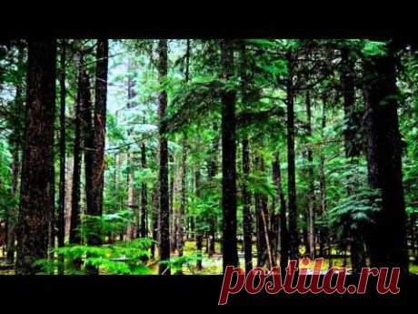 Медитация. Звуки природы. Сосновый лес - YouTube