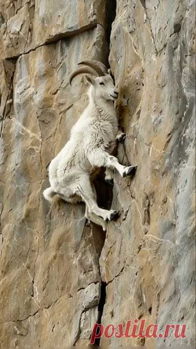 Climbing Master: The Fearless Mountain Goat 🐐⛰️Prepare to be amazed by the fearless mastery of the mountain goat, a true champion of vertical terrains! In t...