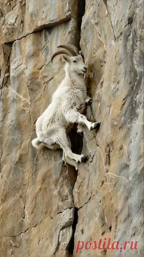 Climbing Master: The Fearless Mountain Goat 🐐⛰️Prepare to be amazed by the fearless mastery of the mountain goat, a true champion of vertical terrains! In t...