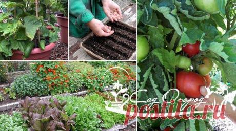 Рецепты биококтейлей для сада и огорода.

Биококтейли содержат вещества, повышающие иммунитет растений и ускоряющие их развитие. Если хочется хилую рассаду превратить в атлетов, то надо прибегнуть к помощи биококтейлей