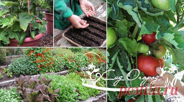 Рецепты биококтейлей для сада и огорода.

Биококтейли содержат вещества, повышающие иммунитет растений и ускоряющие их развитие. Если хочется хилую рассаду превратить в атлетов, то надо прибегнуть к помощи биококтейлей