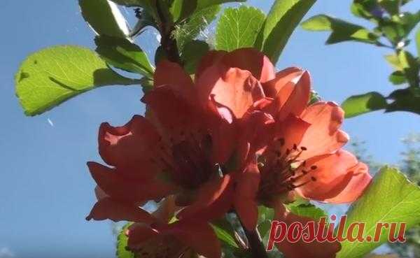 Айва! Хочешь пей - хочешь любуйся! / хеномелесы / 7dach.ru