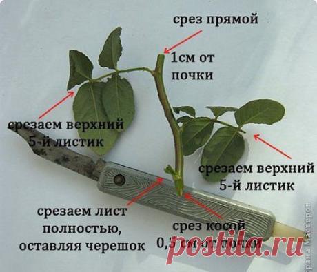 (4) Одноклассники