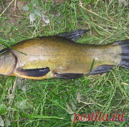 Линок на плавленный сырок