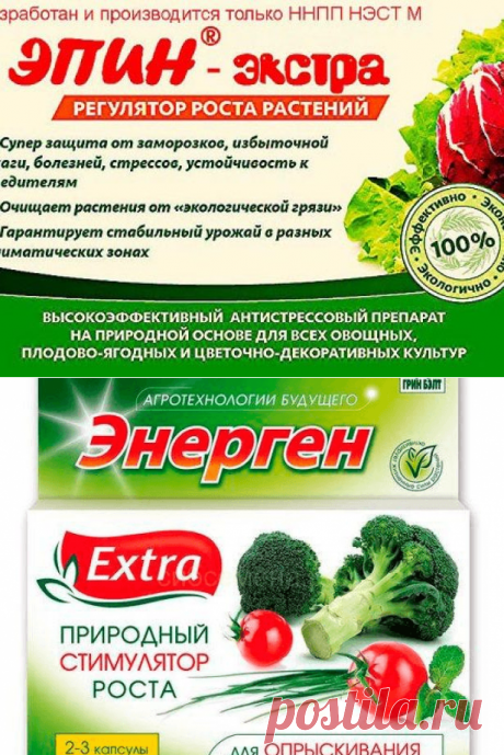 Чем опрыскать огурцы для завязи: народные средства и не только