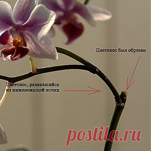 Уход за орхидеей фаленопсис в домашних условиях | Белая Орхидея