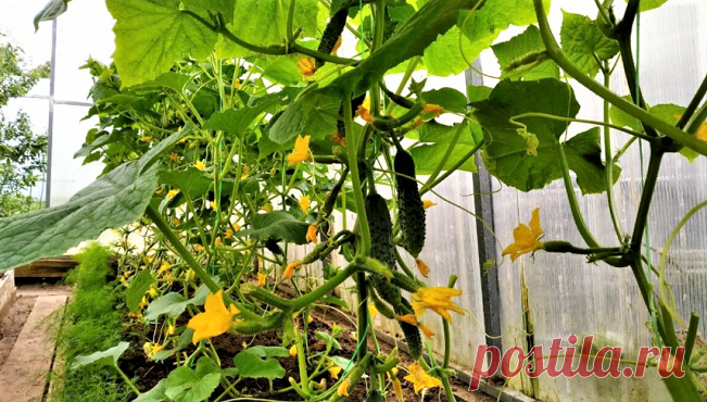 Что расскажет форма огурца: как узнать, каких удобрений не хватает растению
Нестандартная форма огурца — это зачастую сигнал, которым растение показывает, что ему не хватает определённых микроэлементов. Как по форме плода определить, в каких удобрениях нуждается огуречный куст — читайте далее. В публикации использованы фото из открытых источников В публикации использованы фото из открытых...
Читай дальше на сайте. Жми подробнее ➡