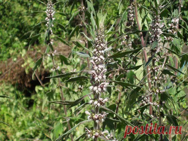 Пустырник: полезные свойства и противопоказания - Женский журнал LadySpecial.ru : специально для женщин