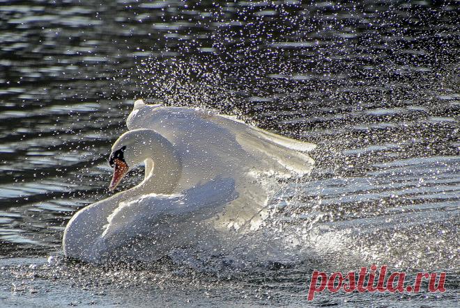 Alexander Andronik. Лебединая водная феерия. Фотосайт Расфокус.ру