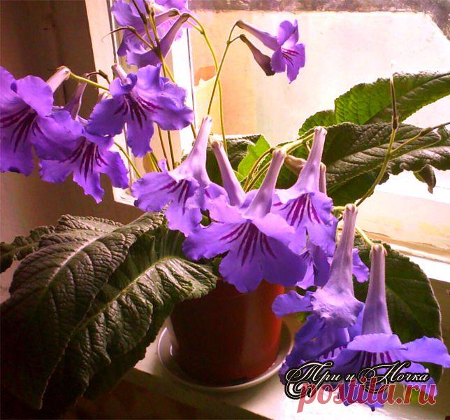 Мои любимые Стрепсики! Стрептокарпусы! .