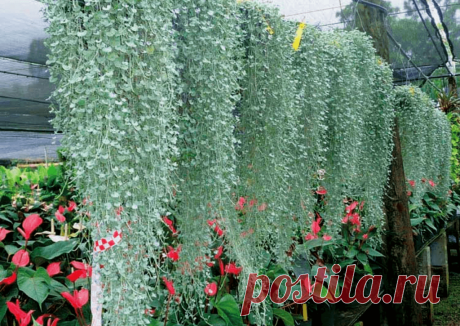 Дихондра «Серебристый водопад»: краткое описание ~ Planetalsad