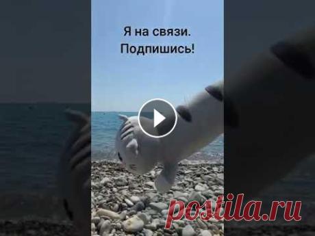 Кот батон танцует на Чёрном море. Кот батон танцует на Чёрном море....