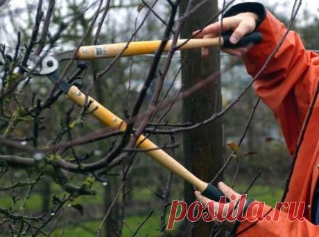 Осенние работы в саду и огороде на даче: уборка осенью, садовые в сентябре, готовим поле у зиме, посадки, видео
