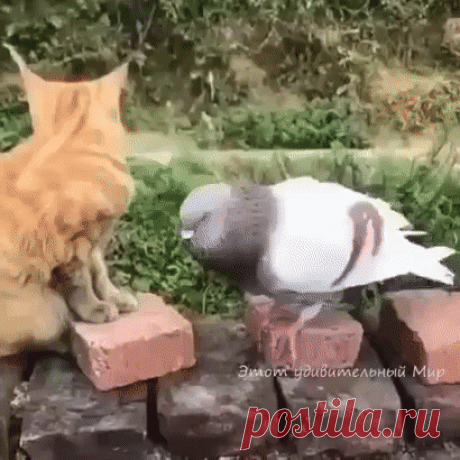 Эти голуби совсем обнаглели