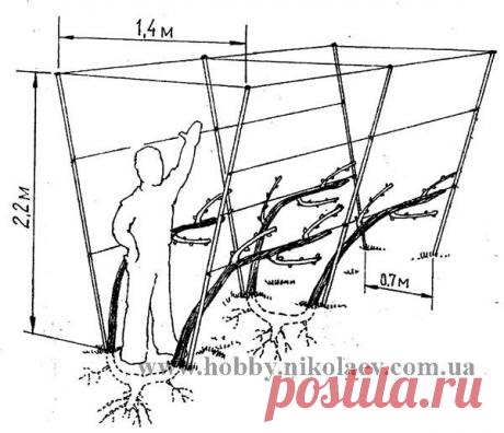 Урожайная дача - Высокий уровень виноградарей-любителей Николаева (май 2005)