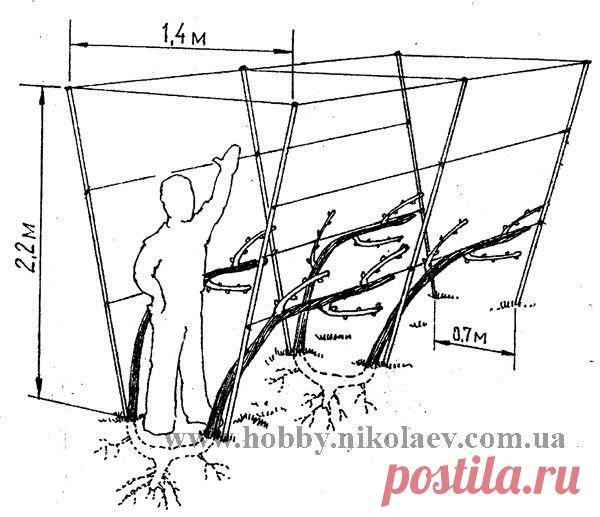 Урожайная дача - Высокий уровень виноградарей-любителей Николаева (май 2005)