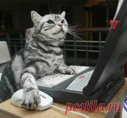 У некоторых котов есть мозги, но пользоваться ими они всё равно не умеют...