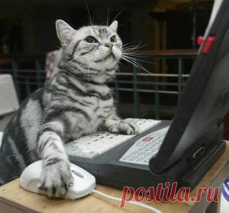 У некоторых котов есть мозги, но пользоваться ими они всё равно не умеют...