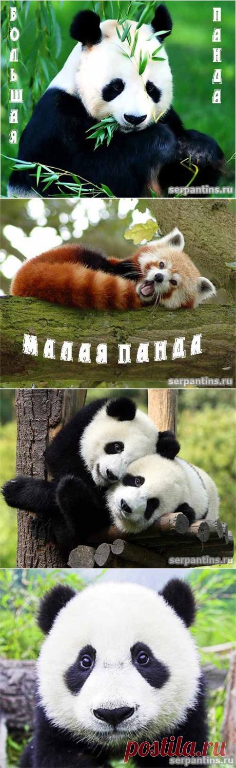 Что за животное панда | Серпантин