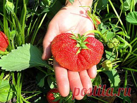 Вкусная клубника: Сорта клубники (садовой земляники), А -Я

Здесь приведено описание некоторых распространенных  сортов клубники.