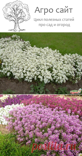 Алиссум - выращивание из семян, когда сажать в открытый грунт