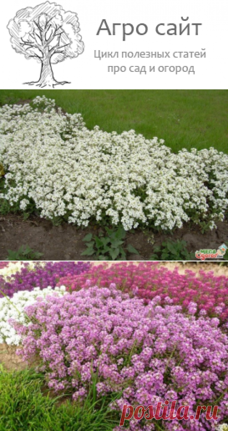 Алиссум - выращивание из семян, когда сажать в открытый грунт