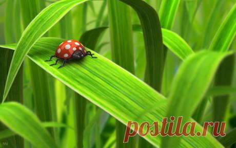 Милая божья коровка робот обои для рабочего стола, картинки, фото, 1680x1050.