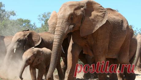 Дрессировщица рассказала, как туристам спастись при встрече с разъяренным слоном. При встрече с разъяренным диким слоном важно не убегать от него, потому что он разгоняется до 60 км/ч, и не поворачиваться к нему спиной. Об этом телеканалу &quot;360&quot; рассказала народная артистка России, дрессировщица слонов Таисия ...