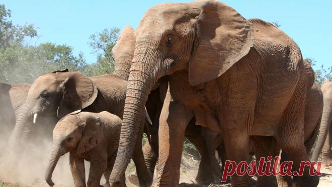 Дрессировщица рассказала, как туристам спастись при встрече с разъяренным слоном. При встрече с разъяренным диким слоном важно не убегать от него, потому что он разгоняется до 60 км/ч, и не поворачиваться к нему спиной. Об этом телеканалу "360" рассказала народная артистка России, дрессировщица слонов Таисия ...