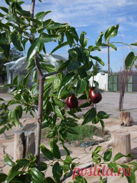 Унаби — какие полезные свойства и противопоказания у этого дерева Портал о ландшафтном дизайне - обзор лучших дизайнерских идей и секретов по уходу за садом и дачей